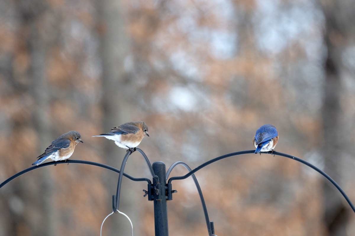 Eastern Bluebird - ML646580303