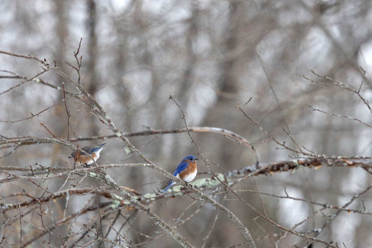 Eastern Bluebird - ML646580304