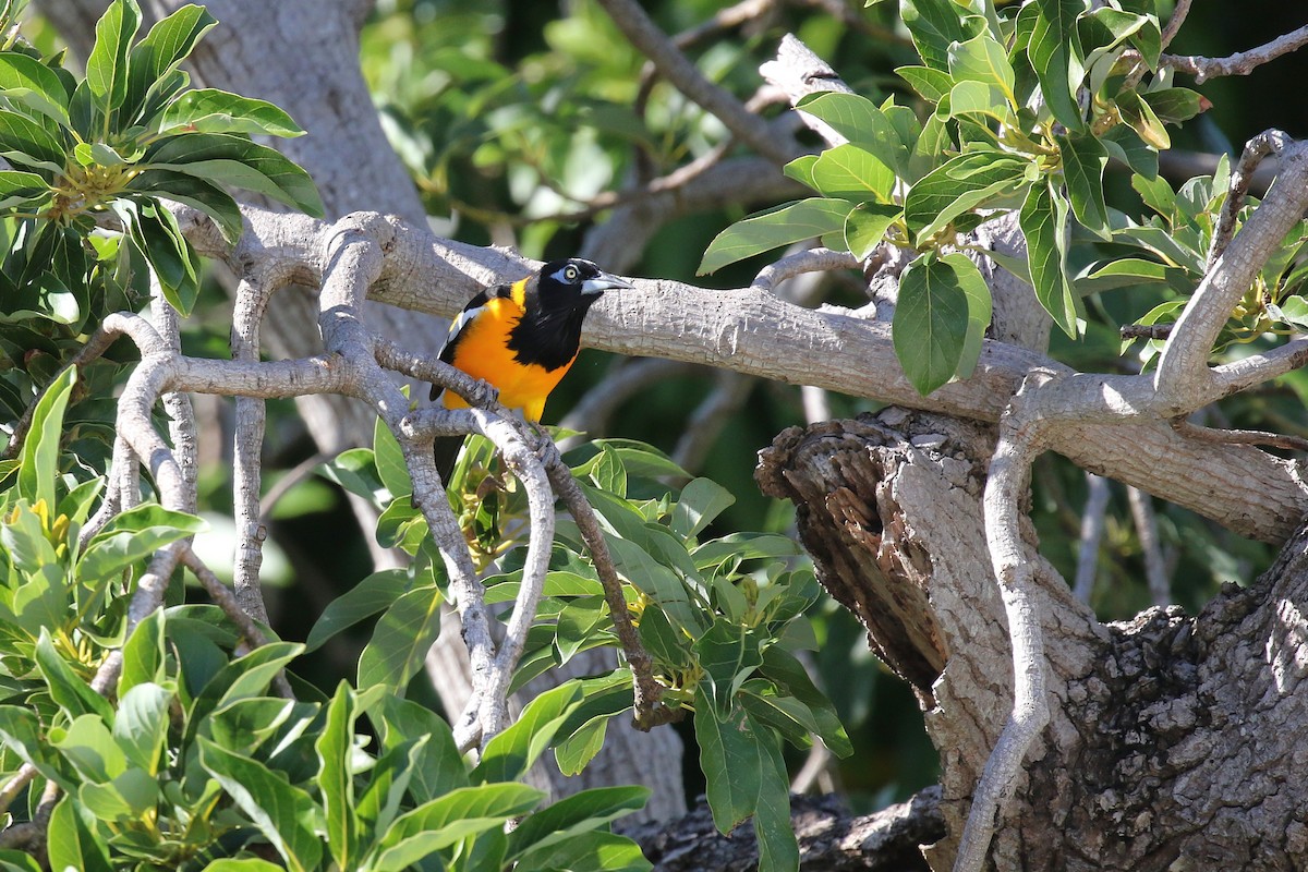 Venezuelan Troupial - ML646580312