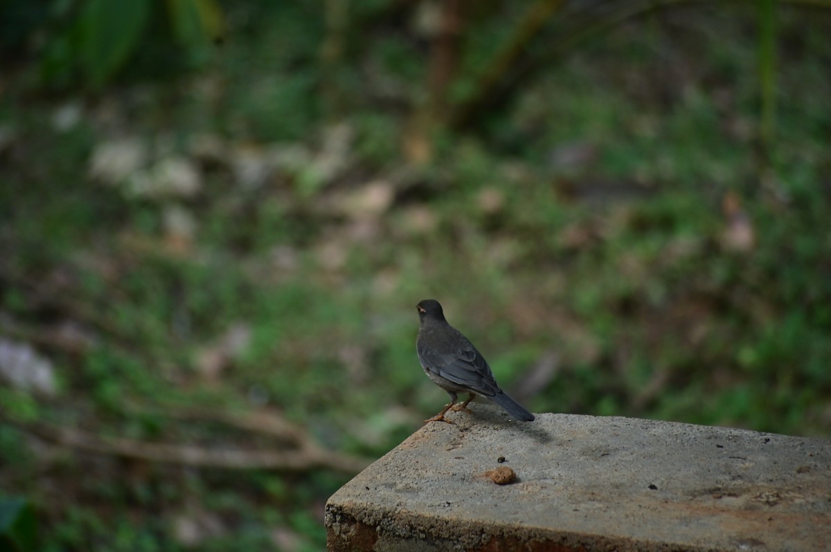 Indian Blackbird - ML646580313