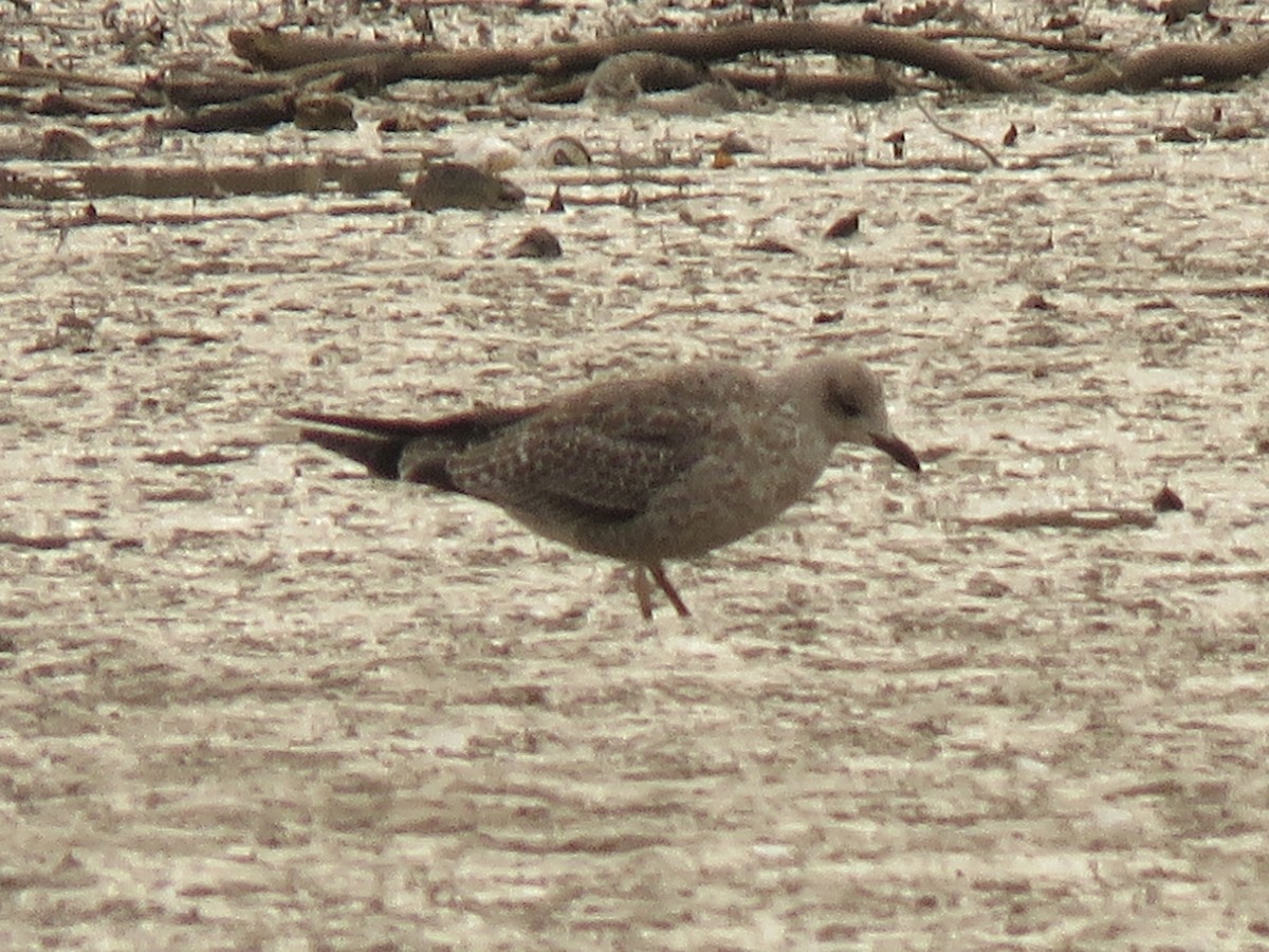 Lesser Black-backed Gull - ML646580314