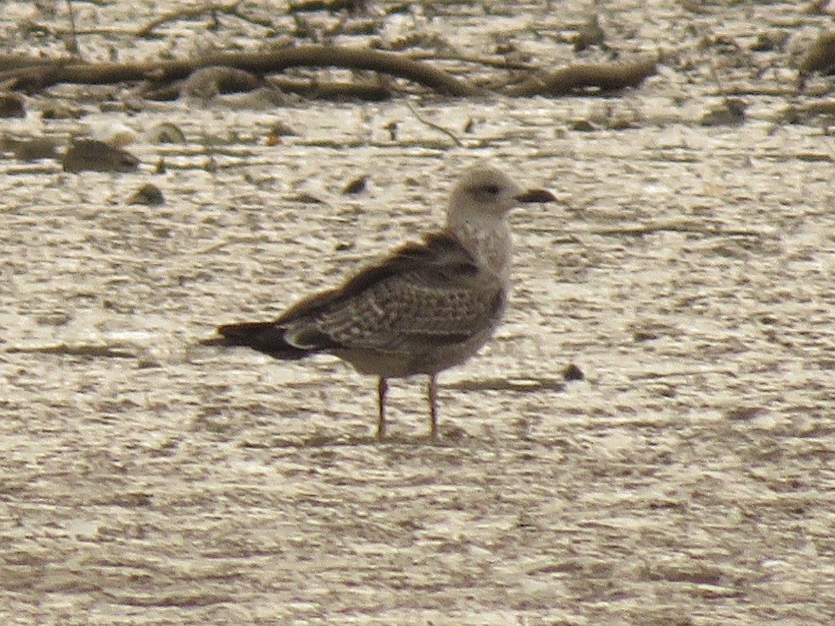 Lesser Black-backed Gull - ML646580315