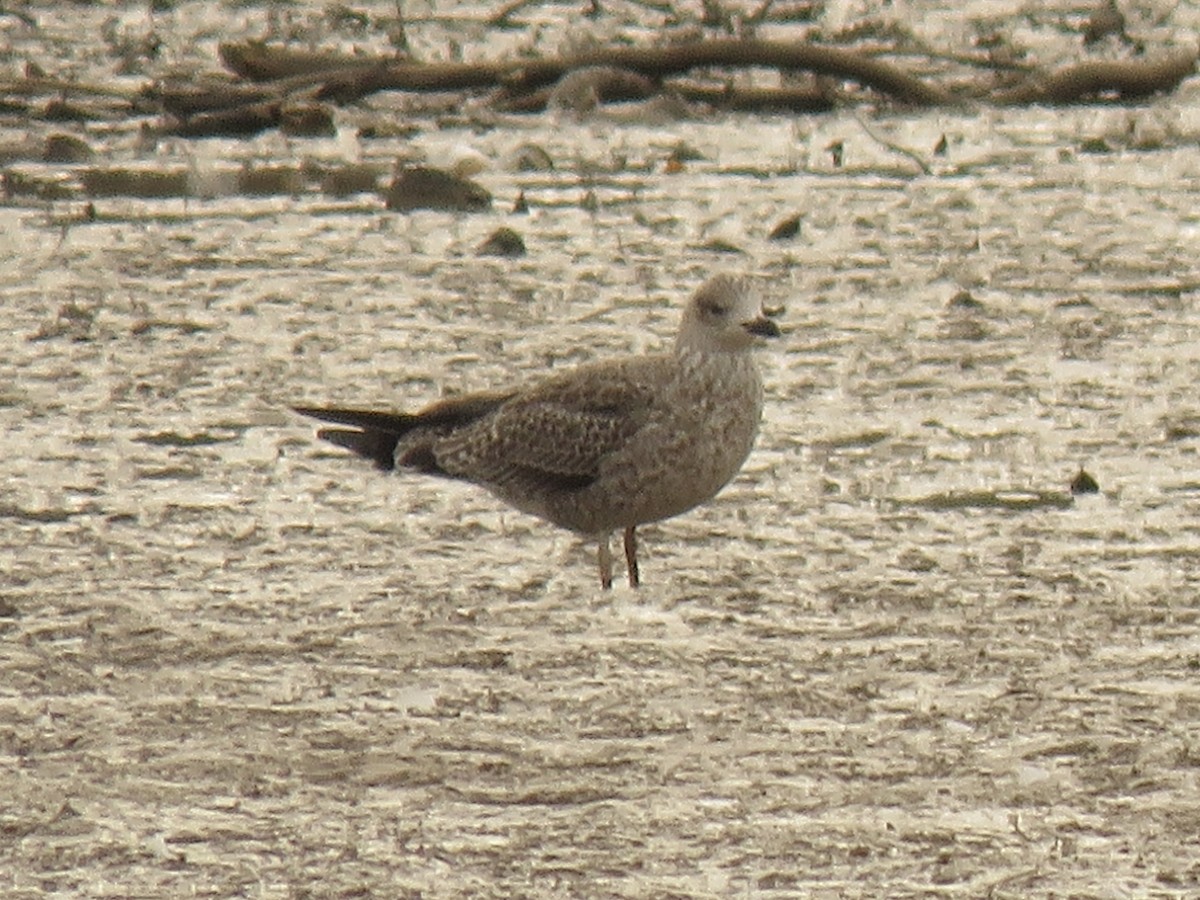 Lesser Black-backed Gull - ML646580316