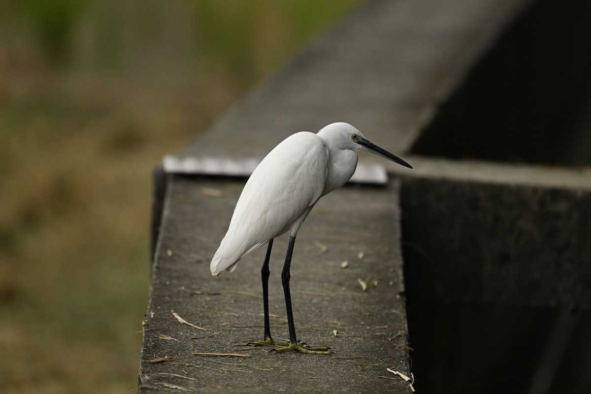 Little Egret - ML646580320