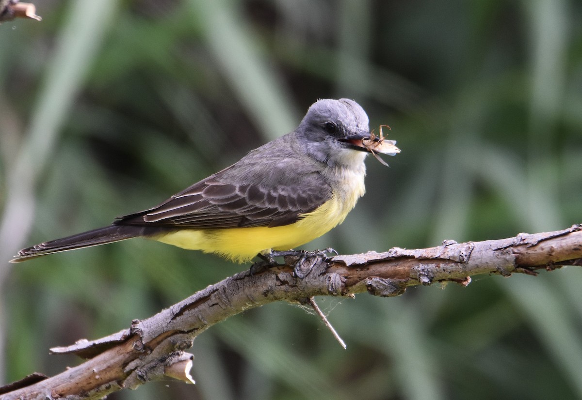 Tropical Kingbird - ML646580321