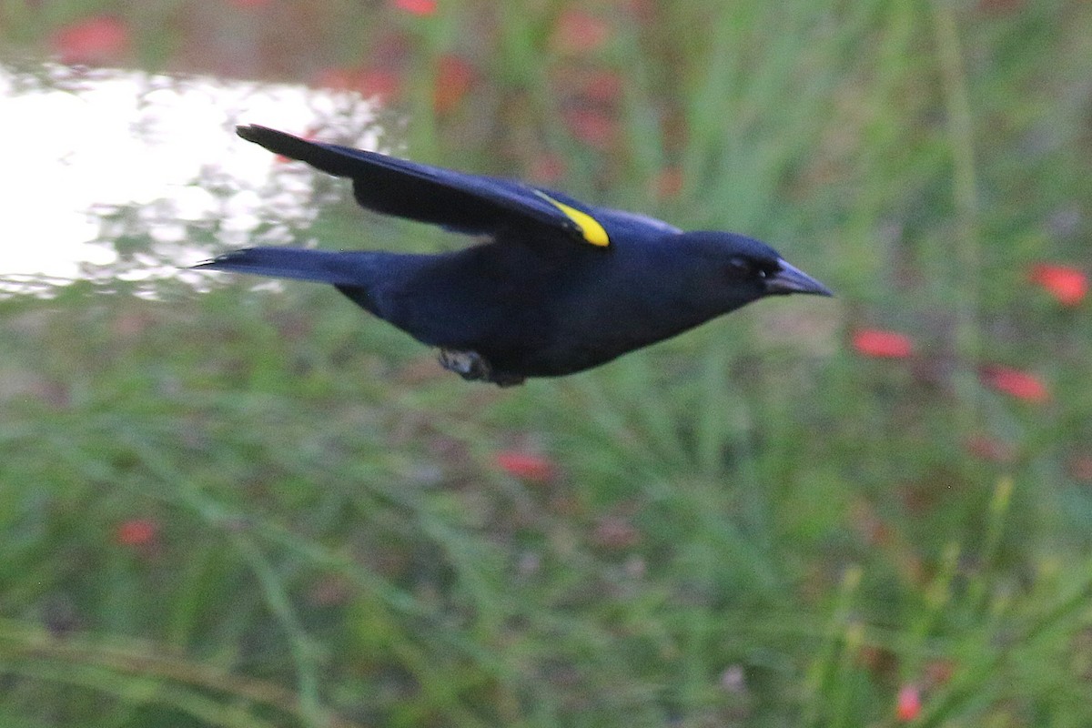 キガタハゴロモガラス - ML646580323