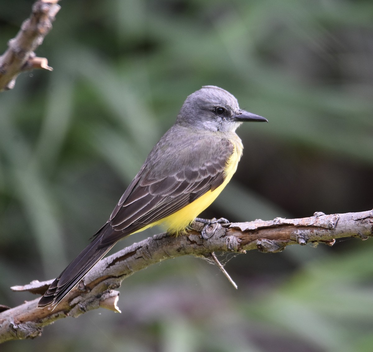 Tropical Kingbird - ML646580324