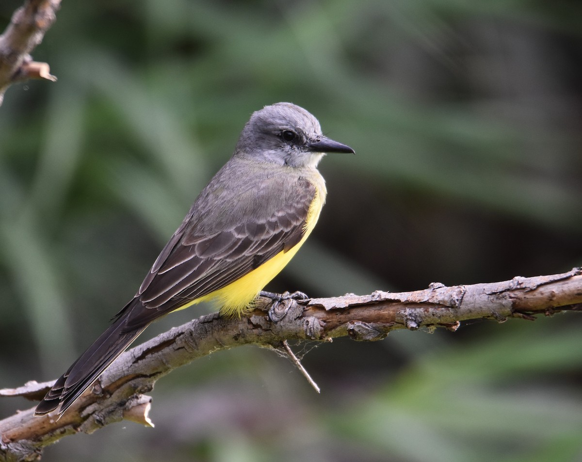 Tropical Kingbird - ML646580326
