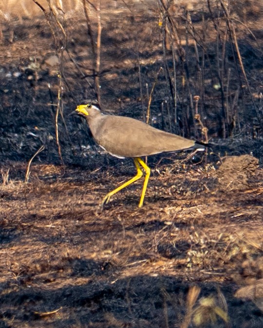 Yellow-wattled Lapwing - ML646580327