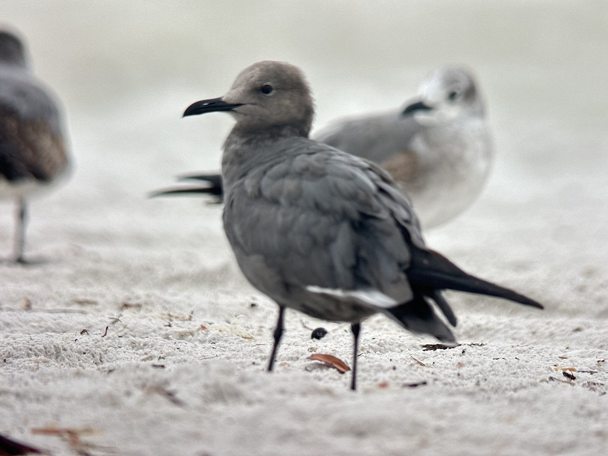Gray Gull - ML646580330