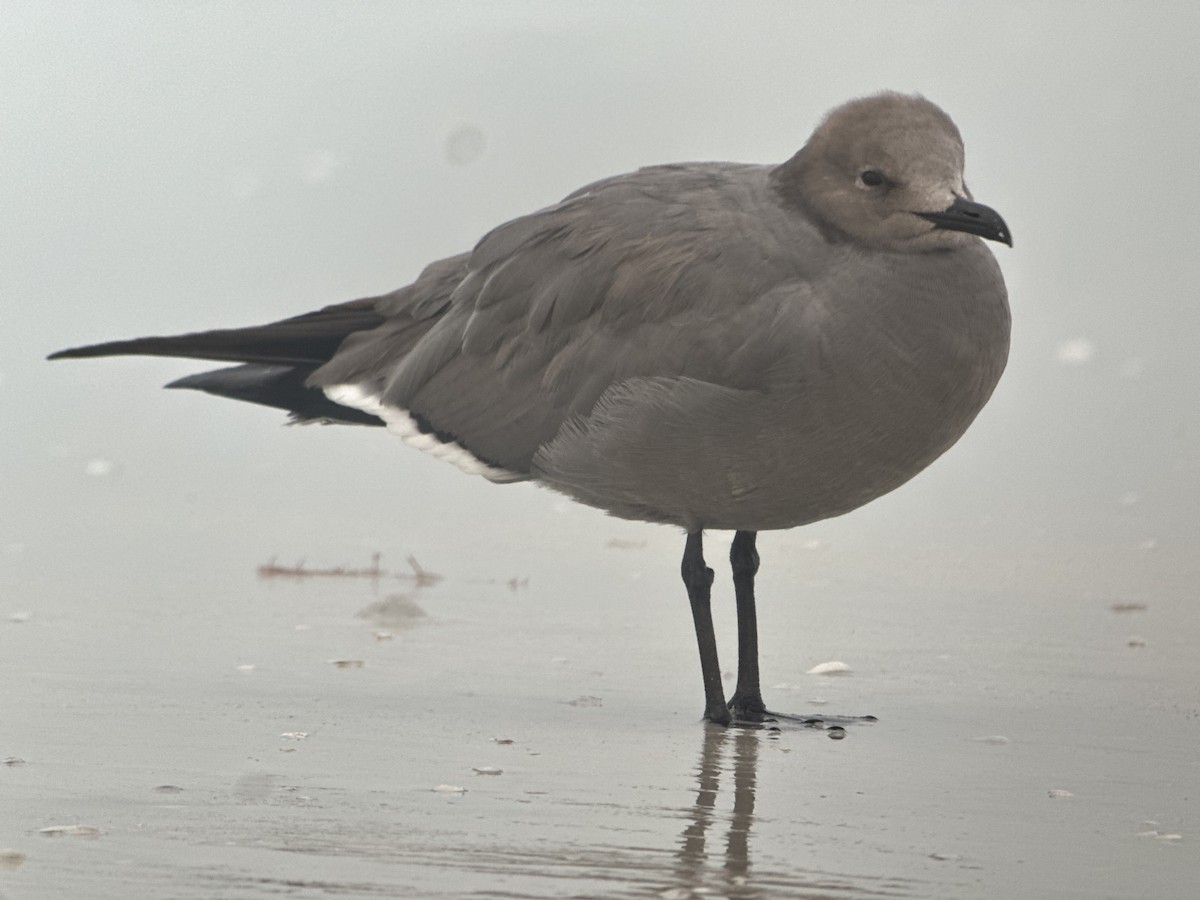 Gray Gull - ML646580331