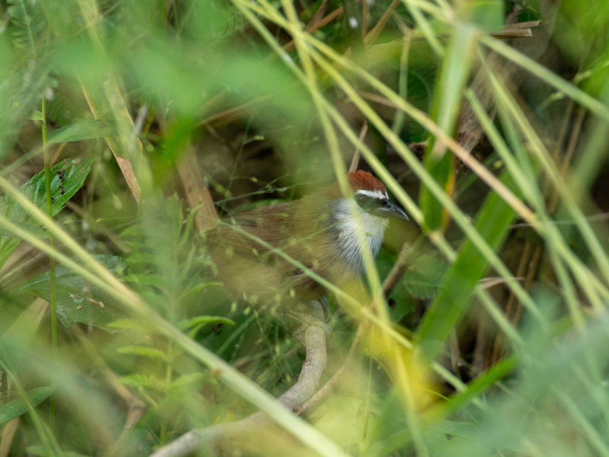 Timalí Capirotado - ML646580336