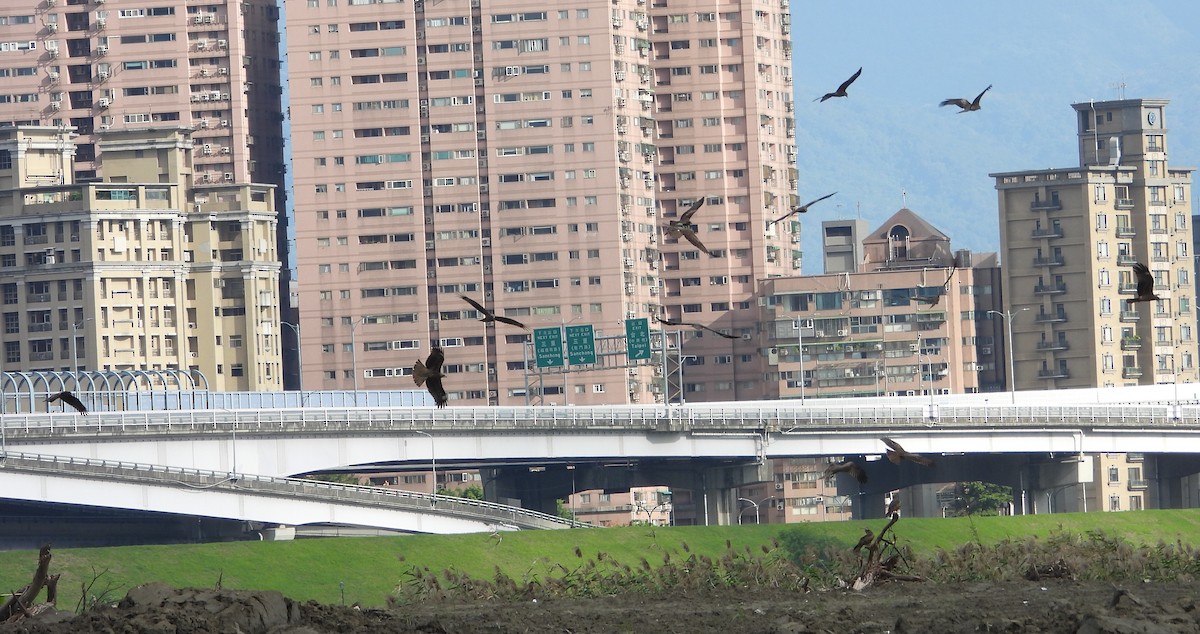 Black Kite - ML646580337