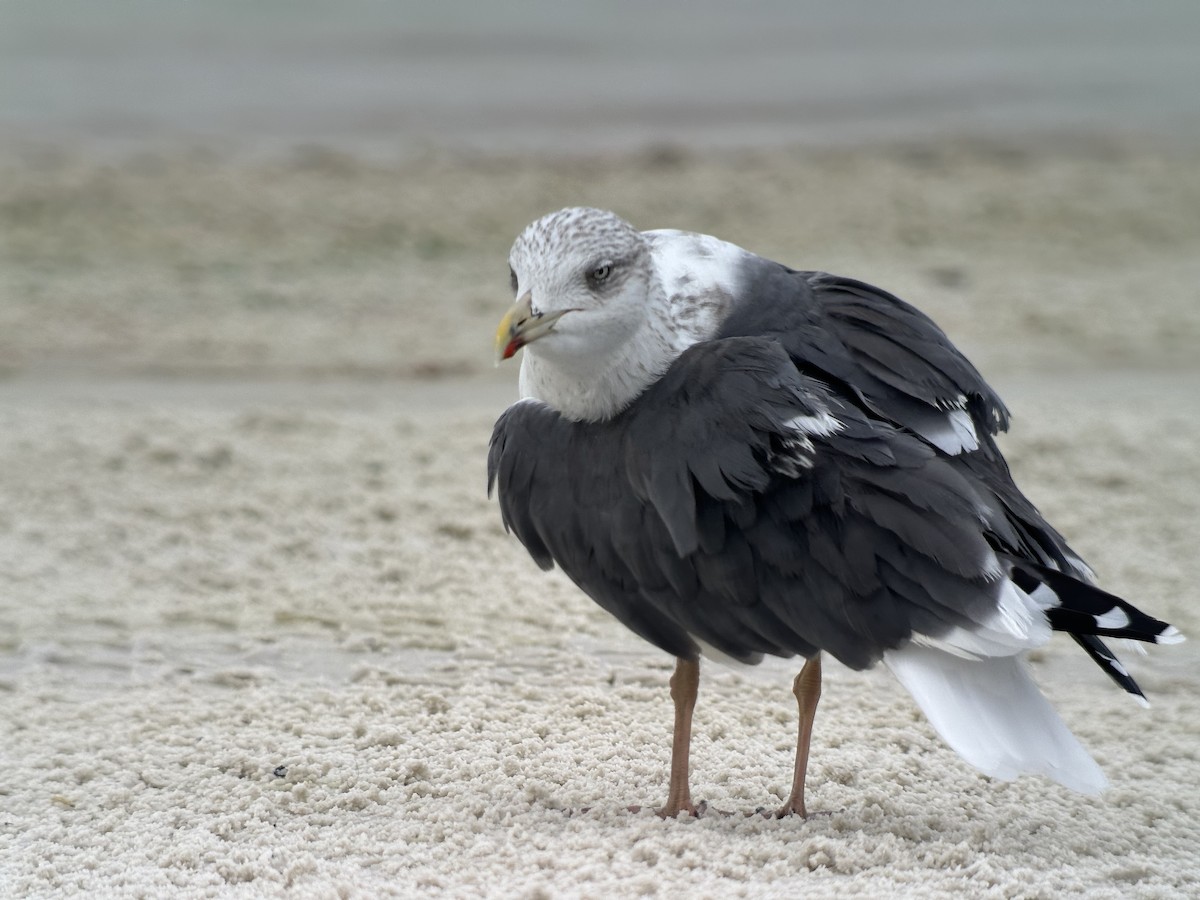 Lesser Black-backed Gull - ML646580338