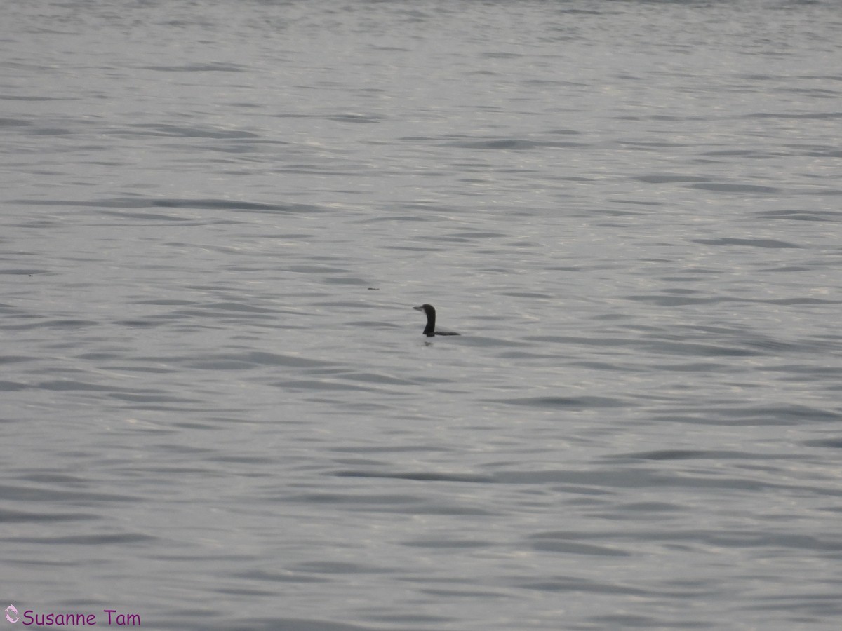 Common Loon - ML646580364