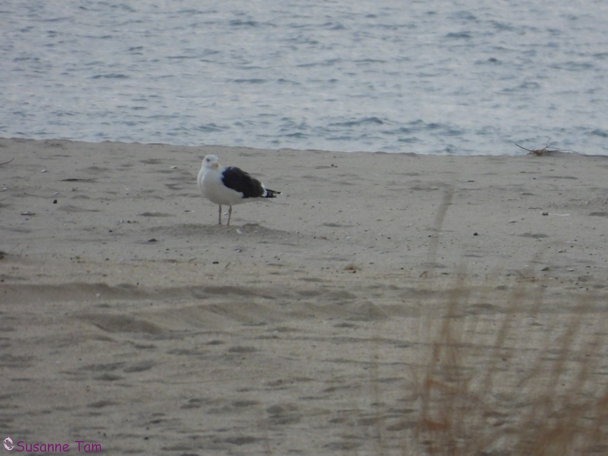 Great Black-backed Gull - ML646580368