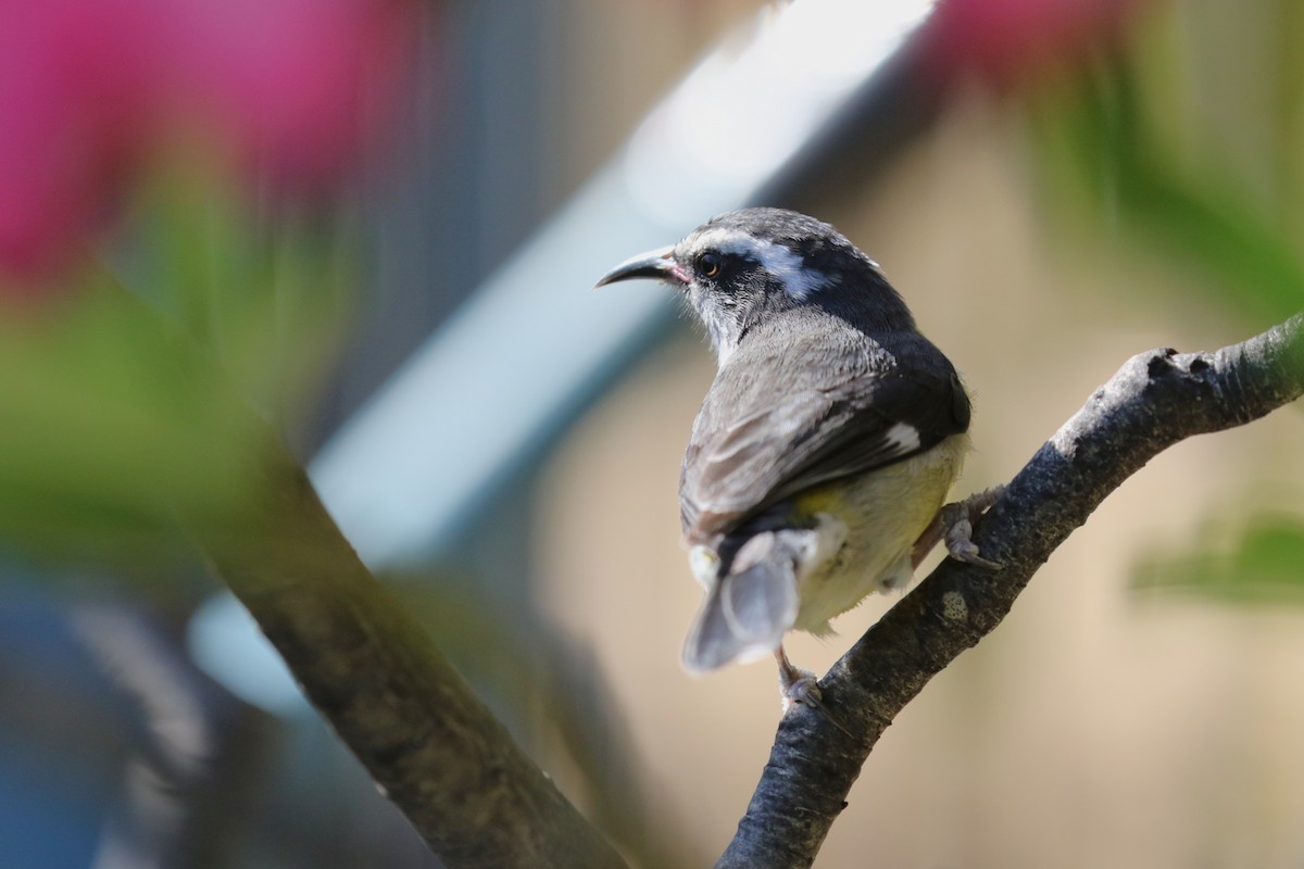 Zuckervogel - ML646580369