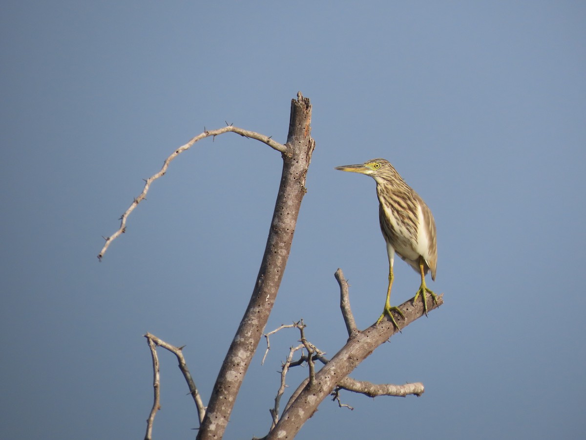 Paddyreiher - ML646580370