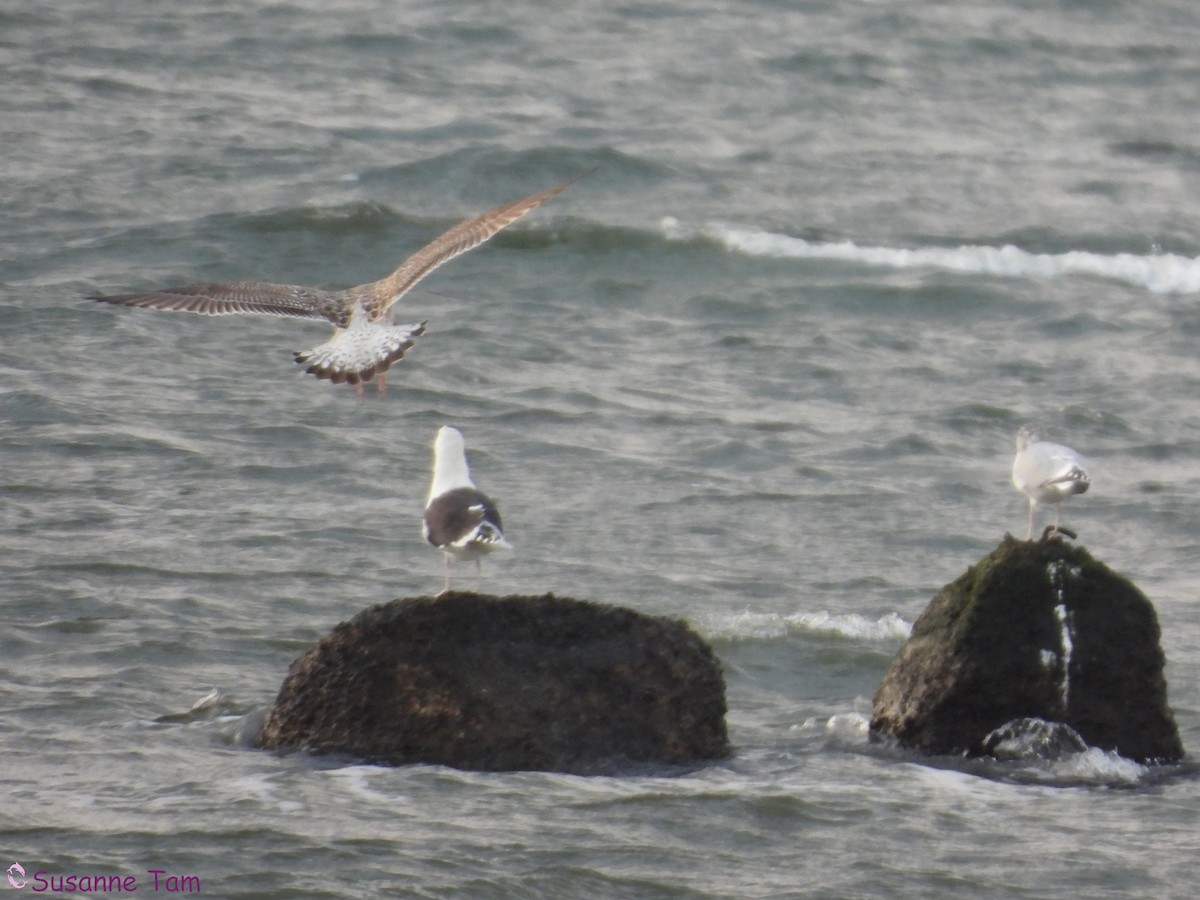 Great Black-backed Gull - ML646580372