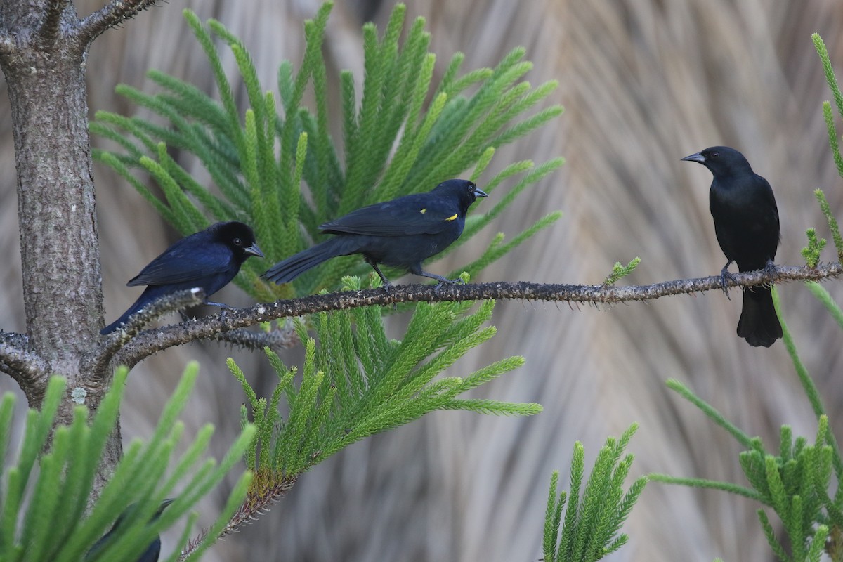 キガタハゴロモガラス - ML646580374