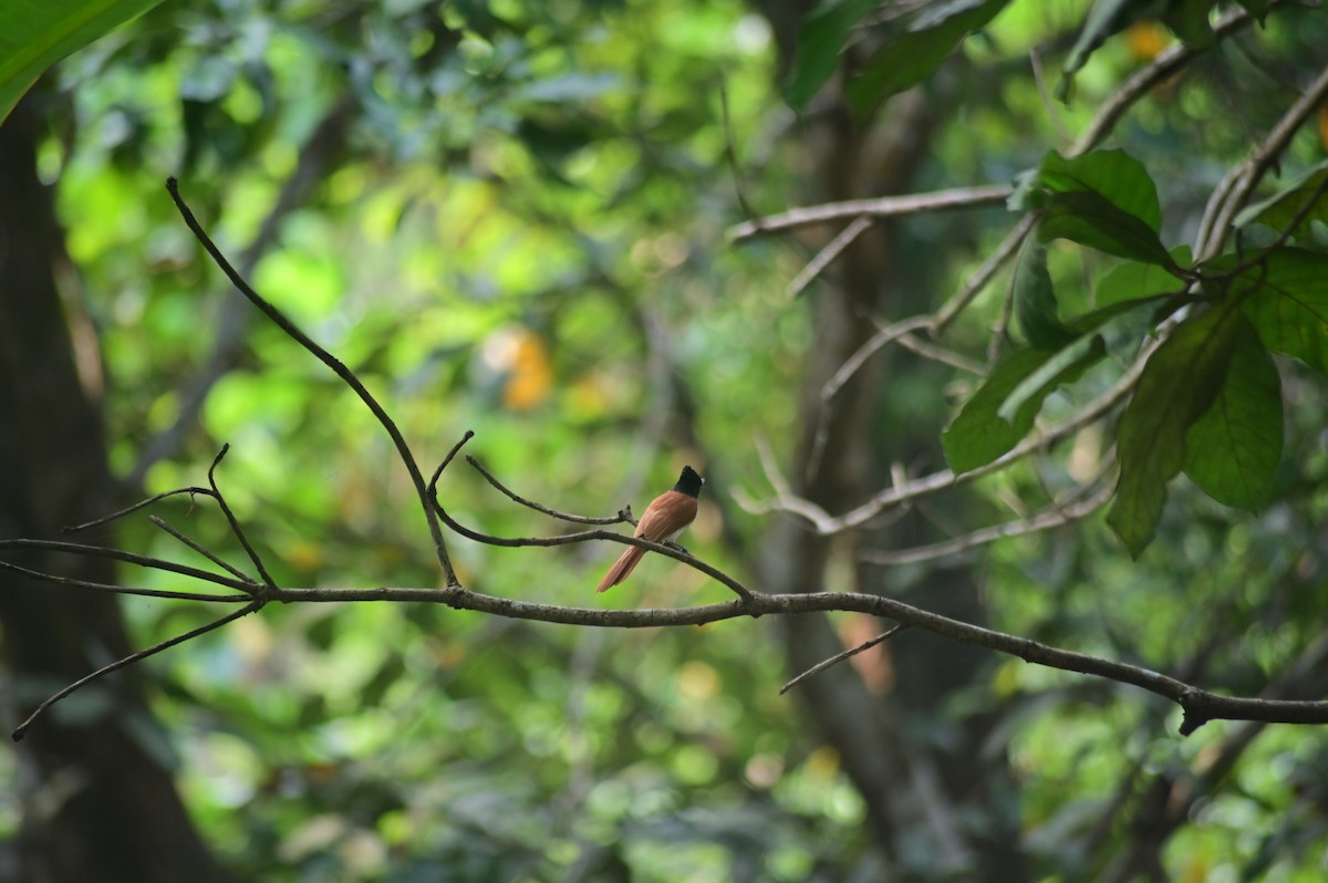 Indian Paradise-Flycatcher - ML646580375