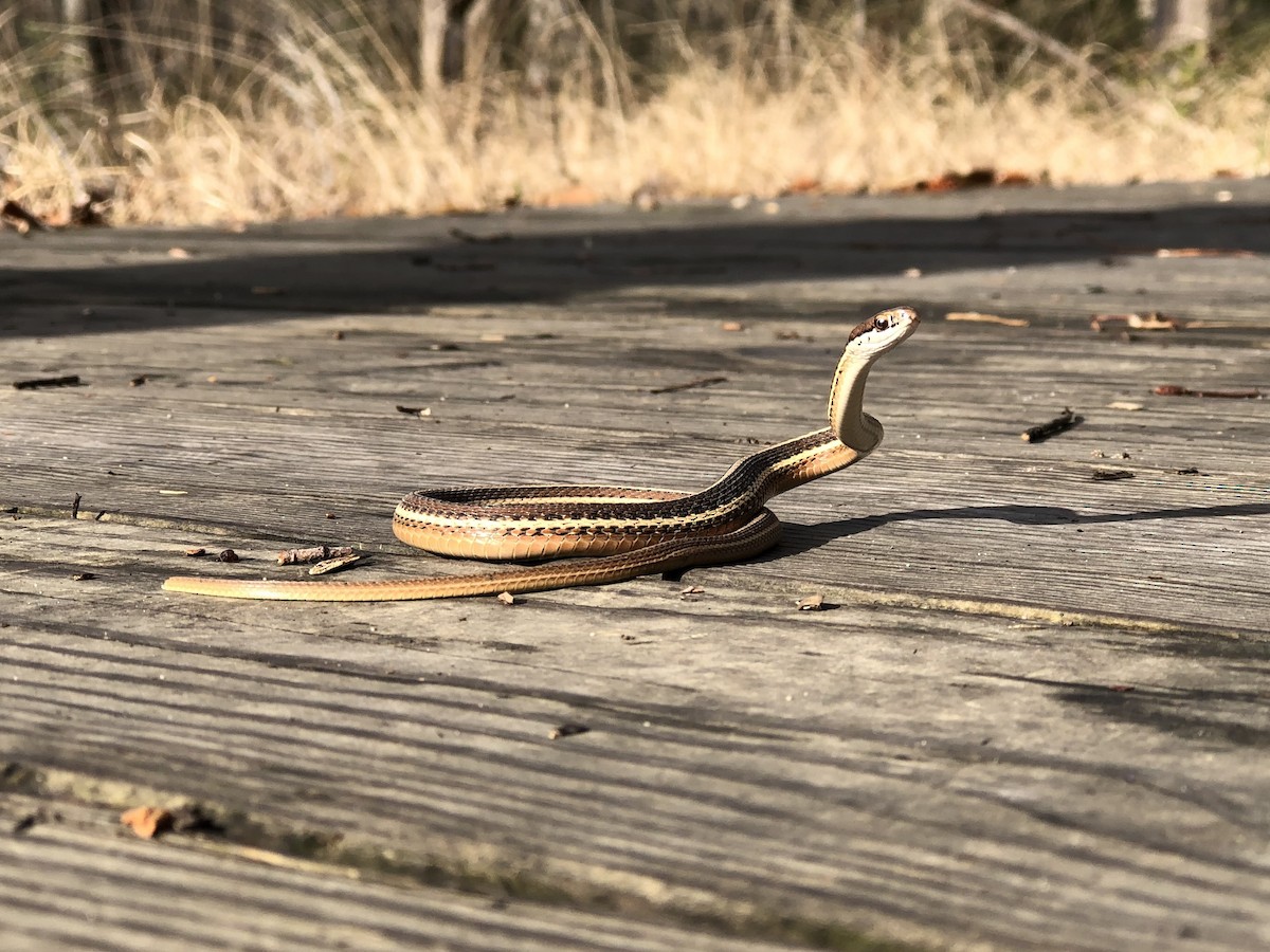 Östliche Bändernatter - ML646580376