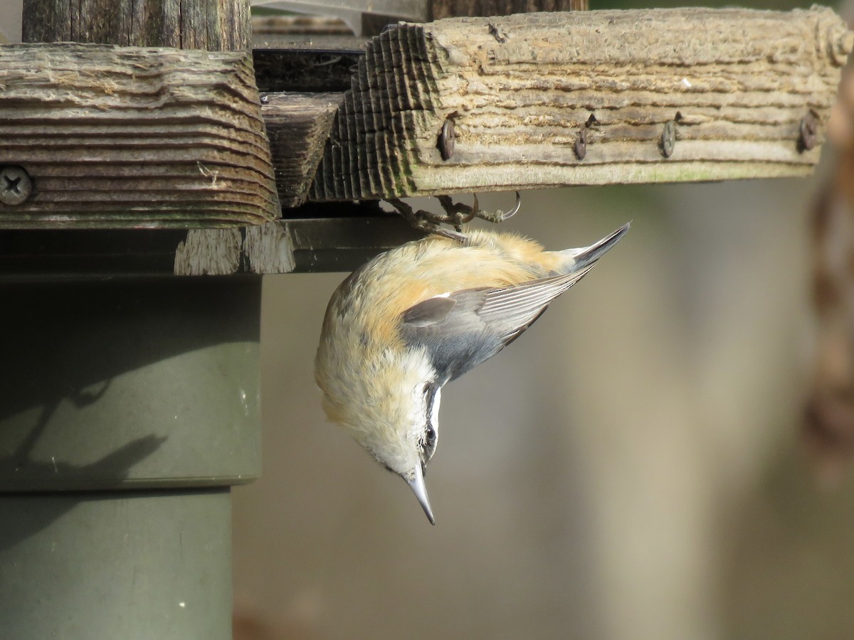 Rotbrustkleiber - ML646580377