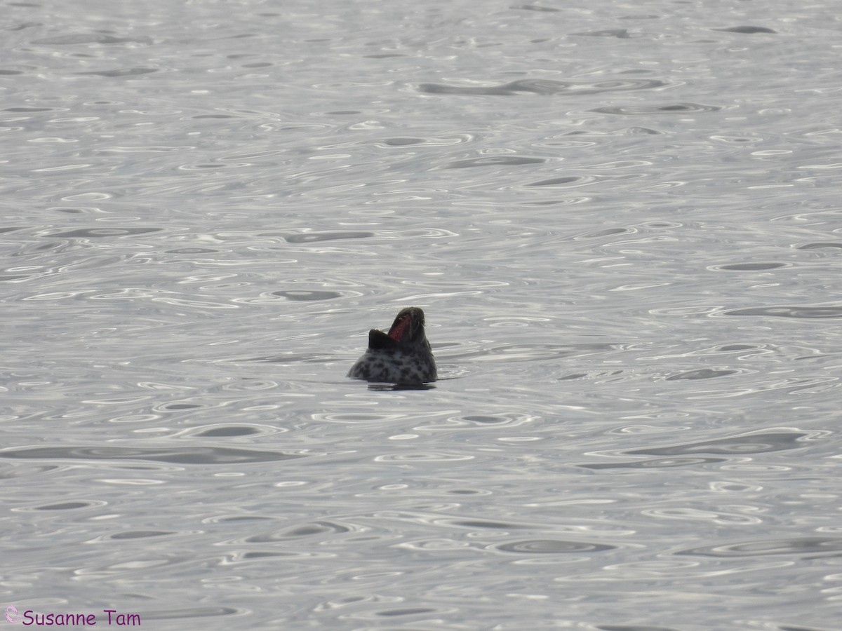 麻斑海豹 - ML646580378