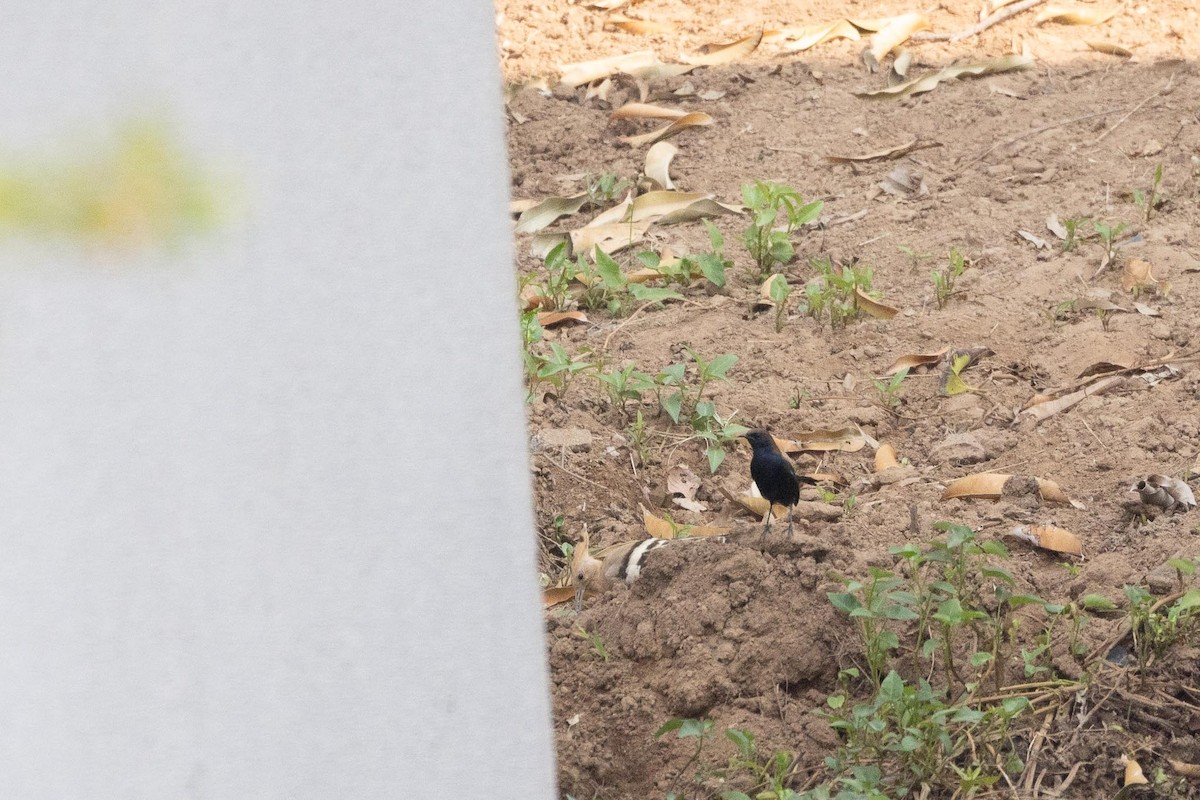 Indian Robin - ML646580379