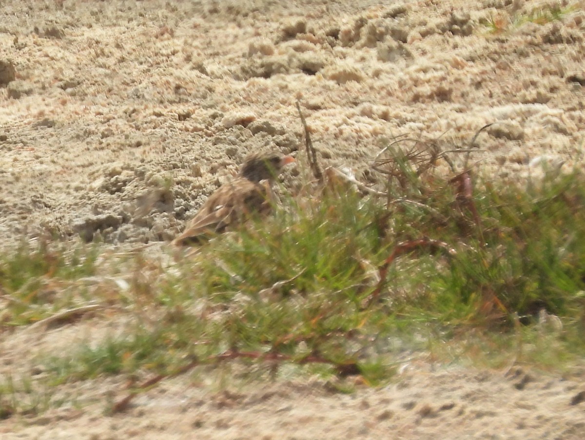 Alondra Malgache - ML646580383