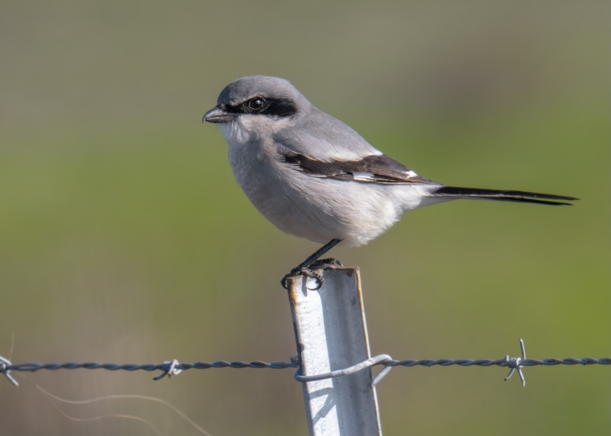 アメリカオオモズ - ML646580388