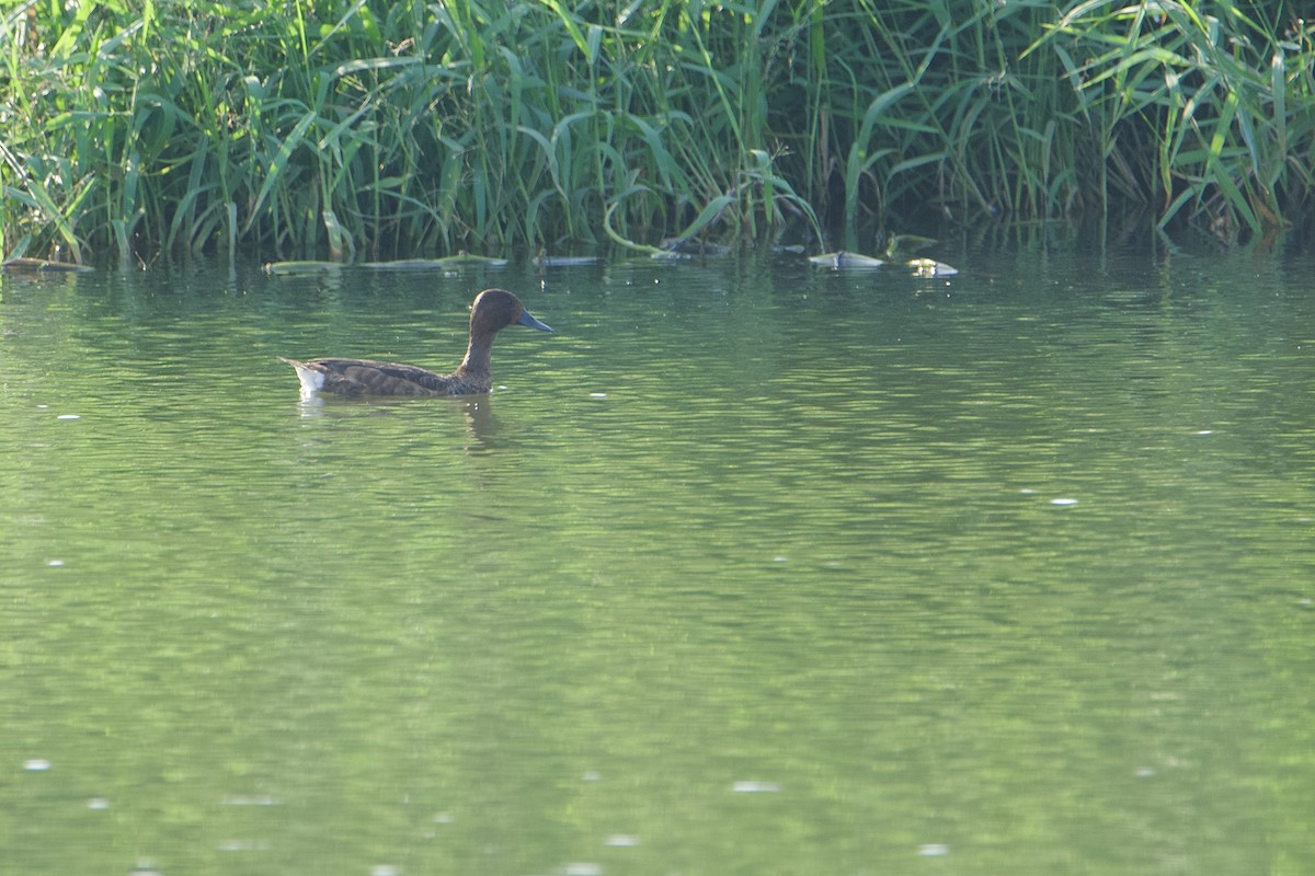 Porrón Pardo - ML646580389