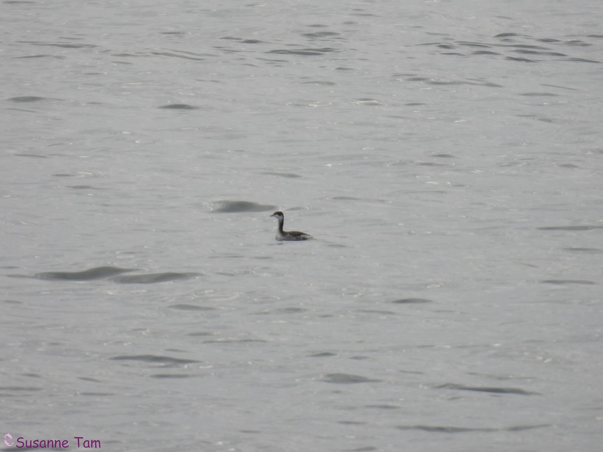 Txilinporta urrebelarria - ML646580392