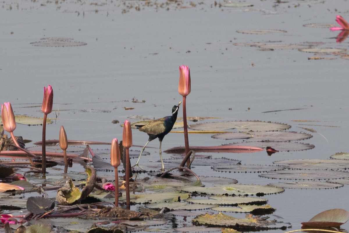 ostnák hnědoocasý - ML646580394