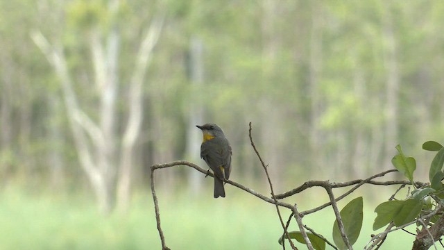 Eastern Yellow Robin - ML646580397