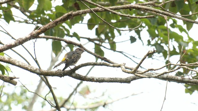 Eastern Yellow Robin - ML646580398