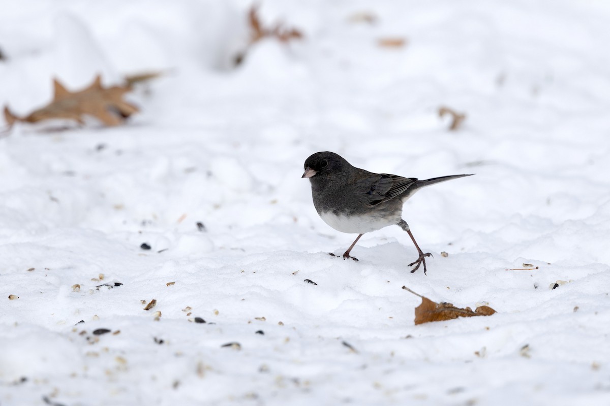 Dark-eyed Junco - ML646580400