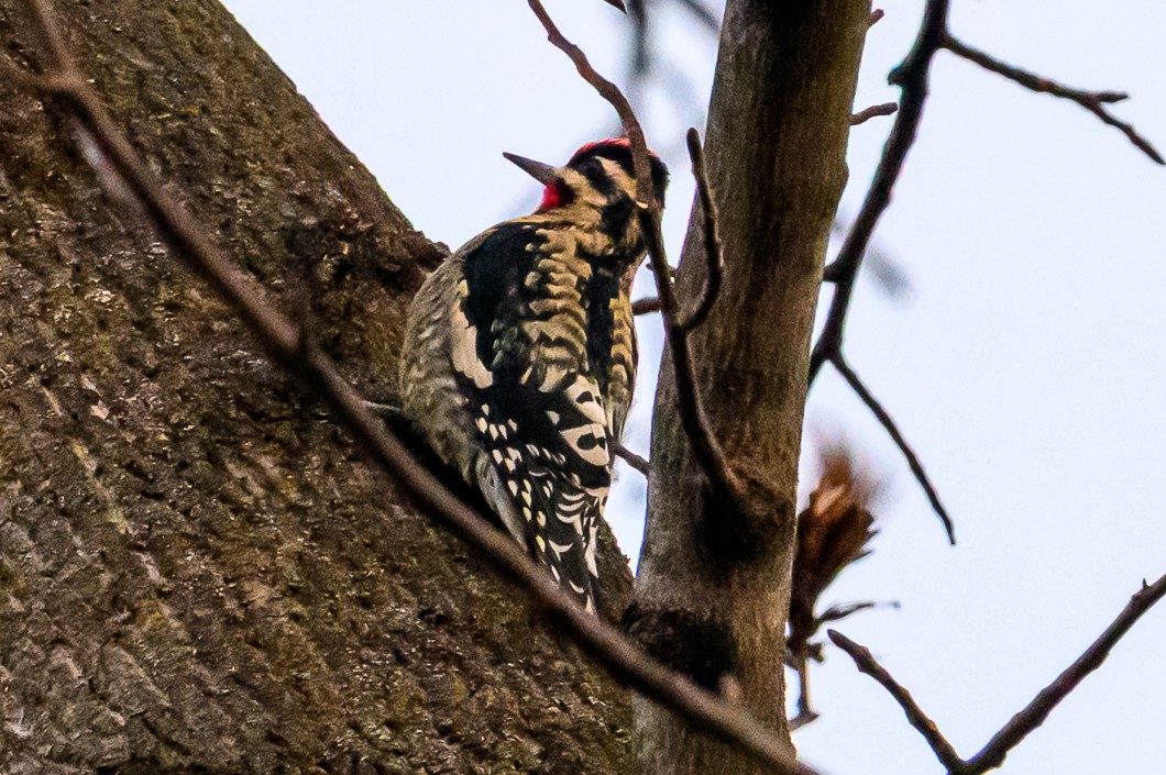 datel rudohrdlý - ML646580401