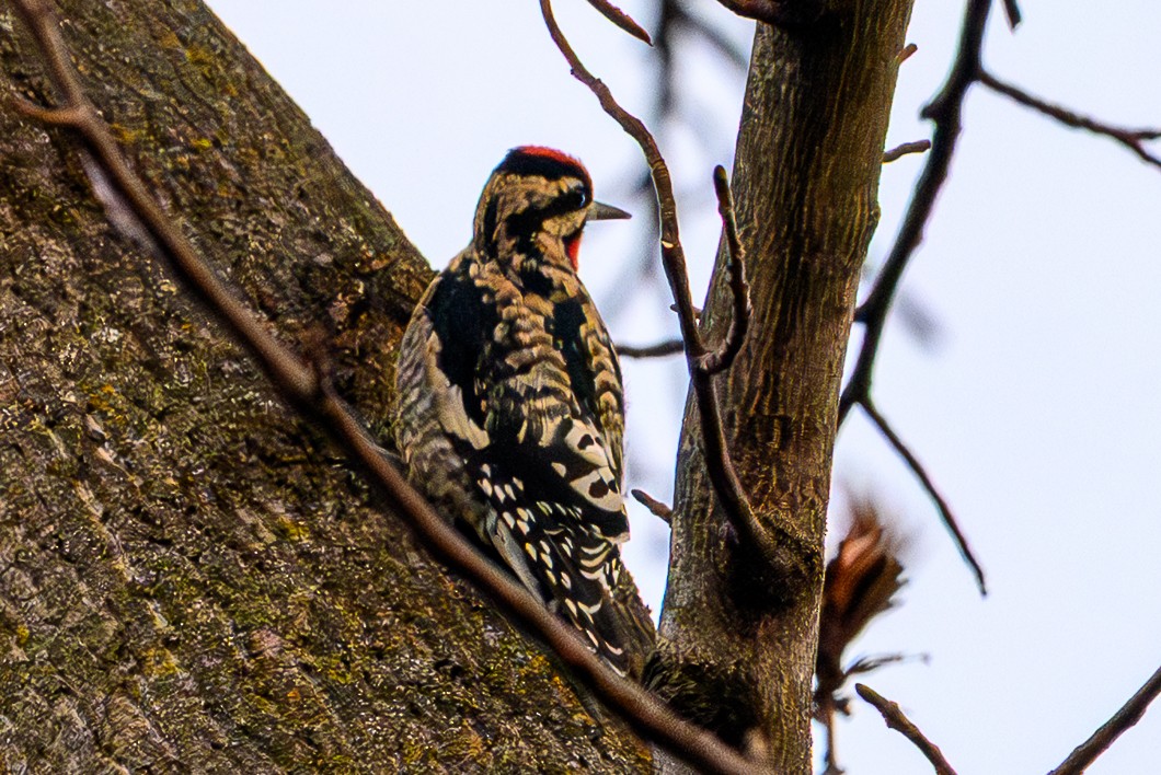 datel rudohrdlý - ML646580402