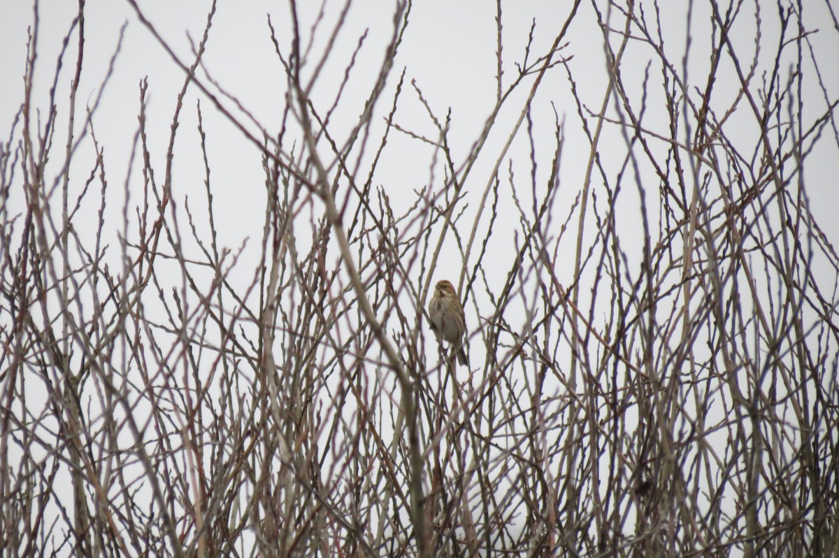 גיבתון סוף - ML646580404