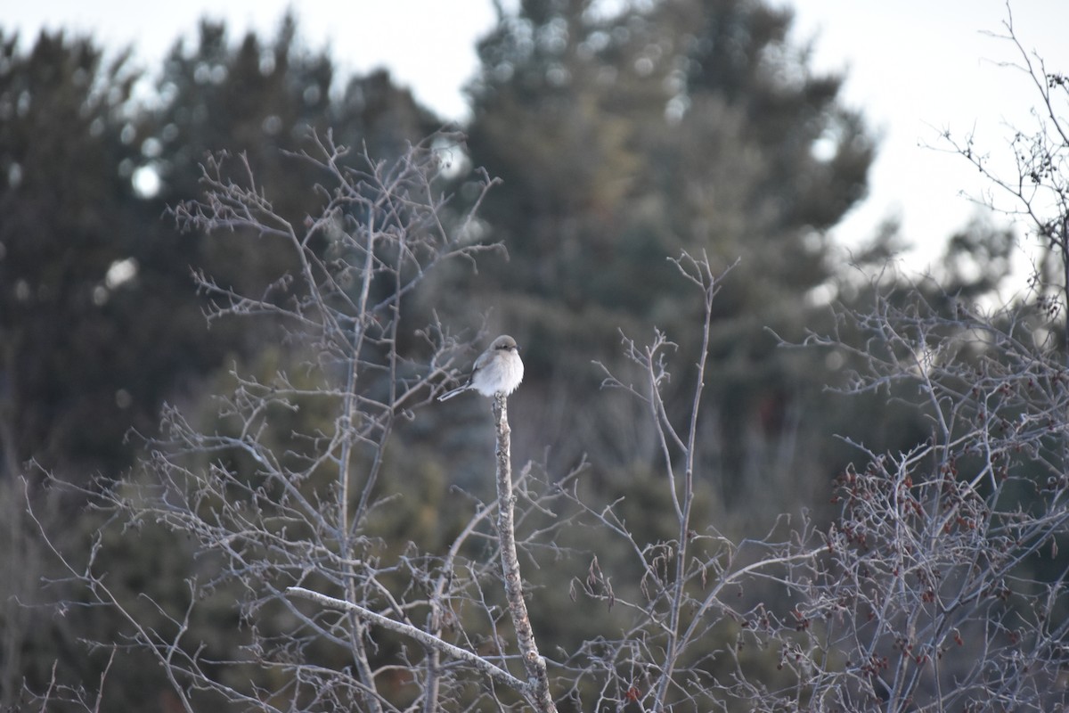 Northern Shrike - ML646580406