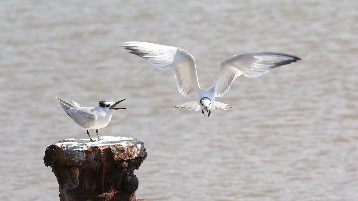 サンドイッチアジサシ - ML646580407