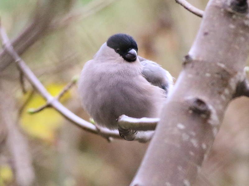 歐亞鷽(pyrrhula群) - ML646580408
