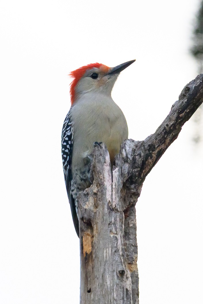 datel karolínský - ML646580409