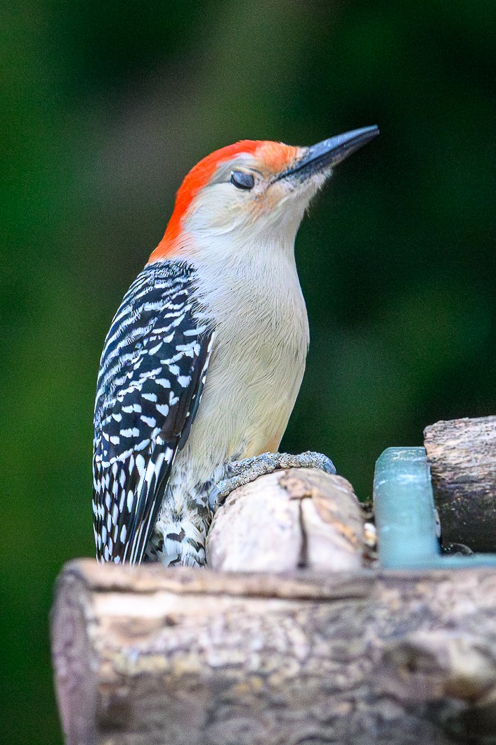 datel karolínský - ML646580410