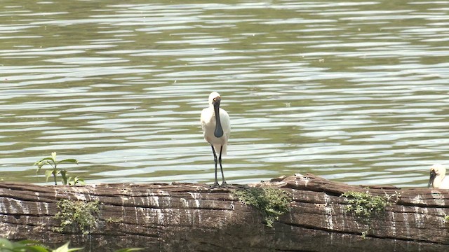 Mokozabal burubeltza - ML646580411