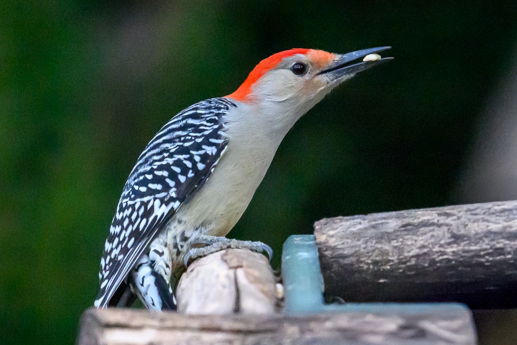 datel karolínský - ML646580412