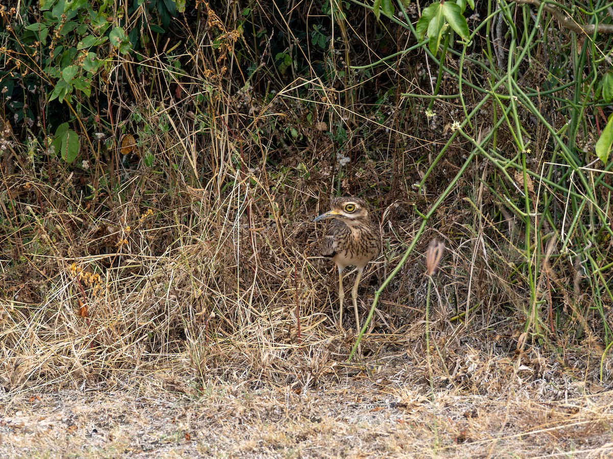 Alcaraván Indio - ML646580413