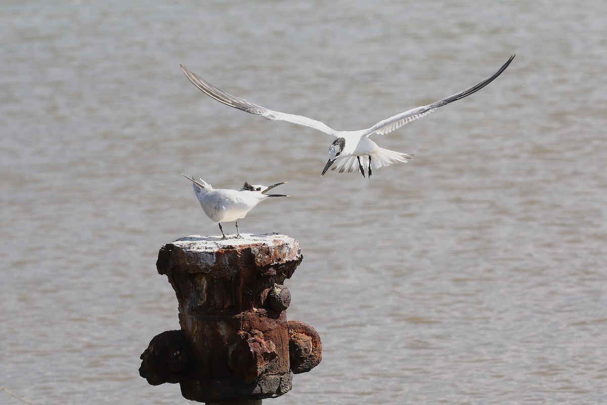 サンドイッチアジサシ - ML646580415