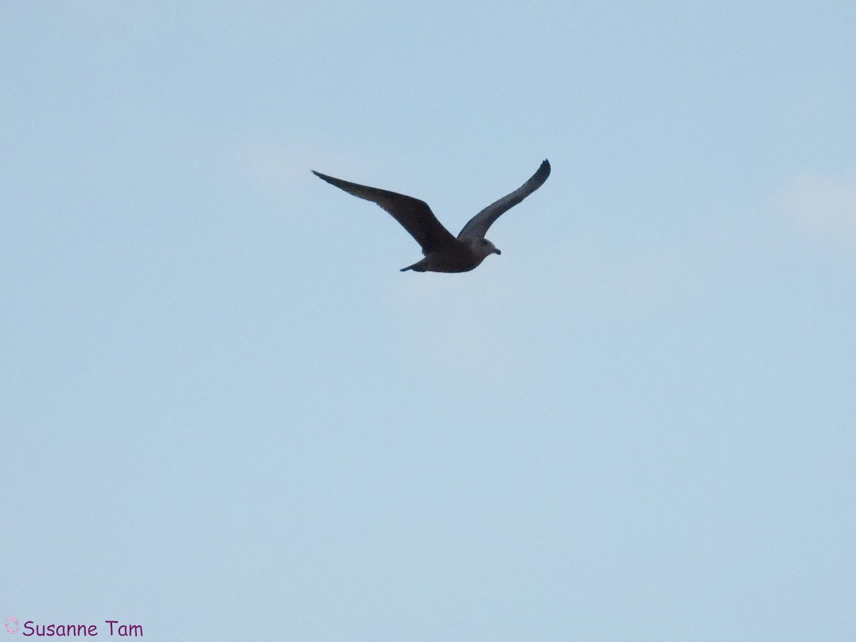 Iceland Gull - ML646580416